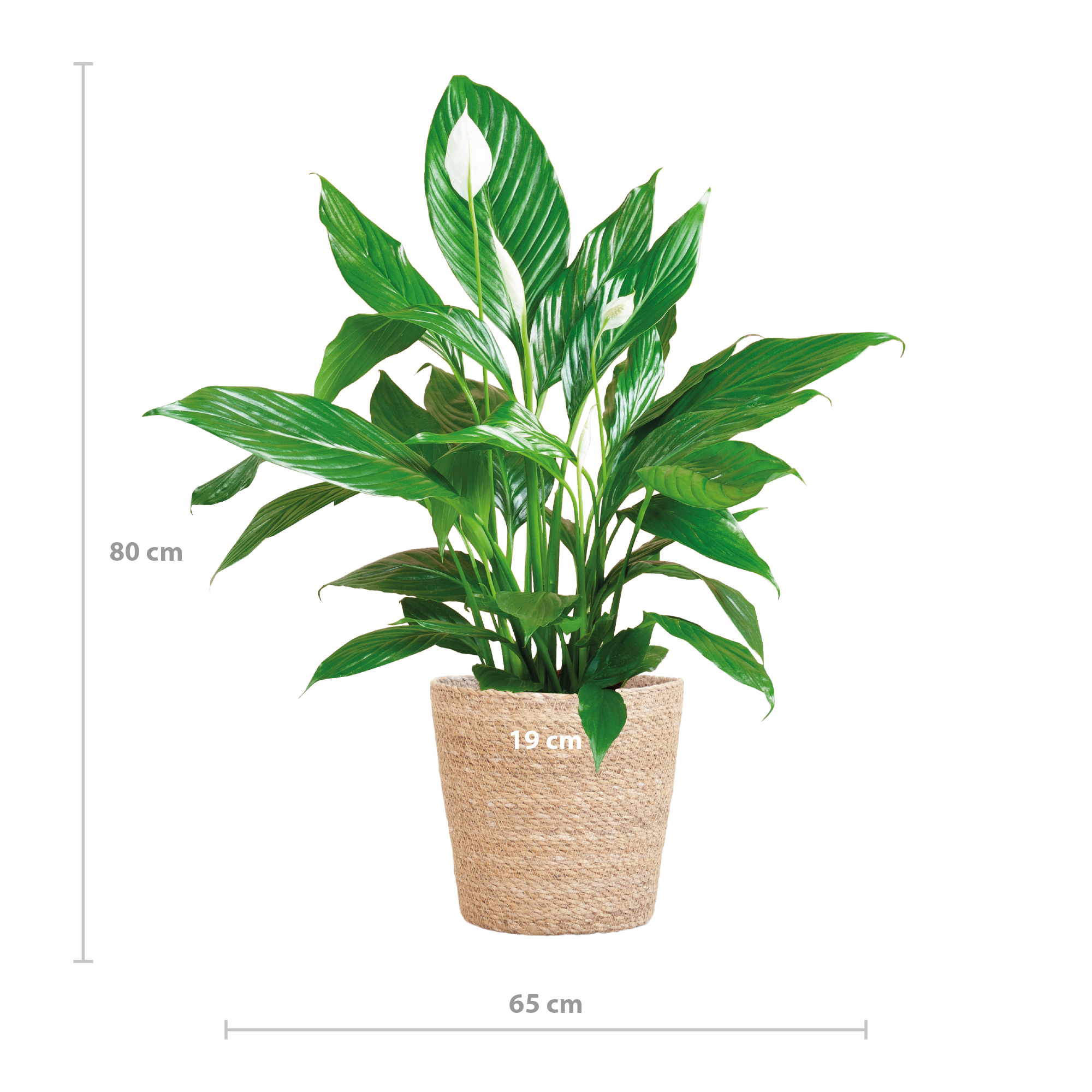 Spathiphyllum mit Korb Sofia natur - 80cm - Ø21