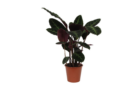 Calathea Warscewiczii – Exklusive Korbmarante mit samtigen Blättern Ø21cm - ↕100cm
