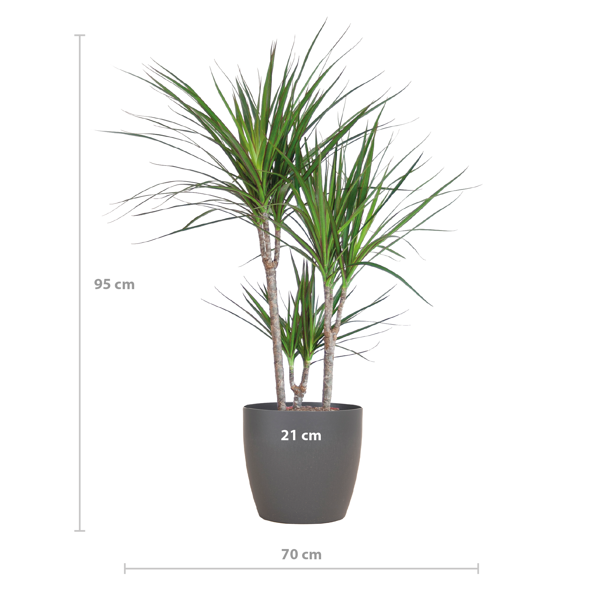 Dracaena Marginata mit Viber-Topf grau – 95 cm – Ø21