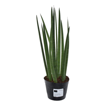 Sansevieria cylindrica &