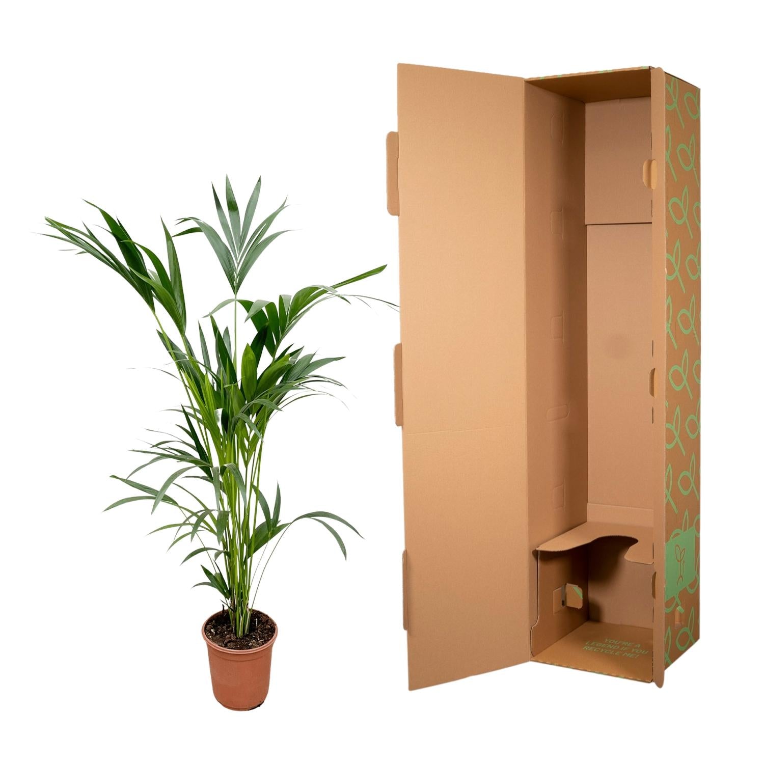 Kentia Palme – Elegante, pflegeleichte Zimmerpalme ø24cm - ↕160cm