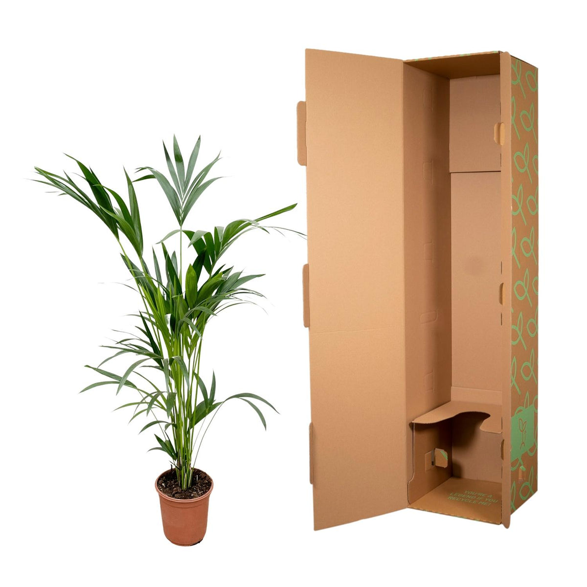Kentia Palme – Elegante, pflegeleichte Zimmerpalme ø24cm - ↕160cm
