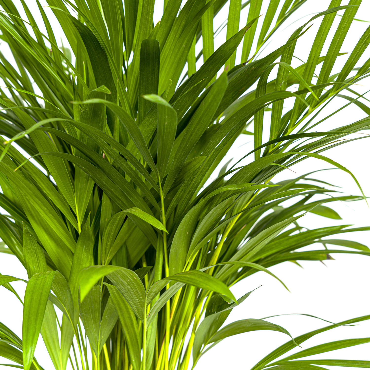 Dypsis Areca Lutescens (Areca-Palme / Goldfruchtpalme) Ø19cm - ↕80 - 100cm
