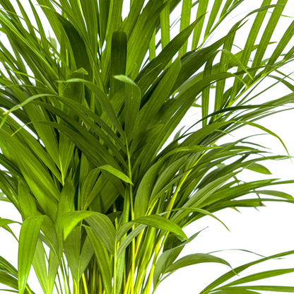 Dypsis Areca Lutescens (Areca-Palme / Goldfruchtpalme) Ø19cm - ↕80 - 100cm