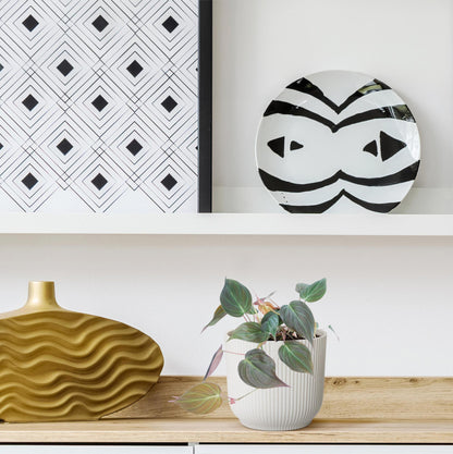 Philodendron scandens &