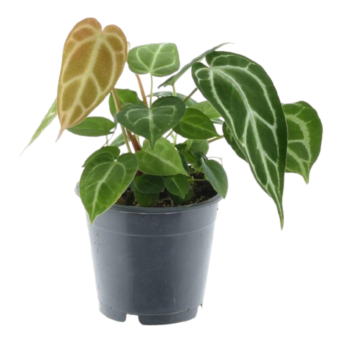 Anthurium Crystallinum – Exklusive Zimmerpflanze mit Samtblättern Ø12cm - ↕35cm