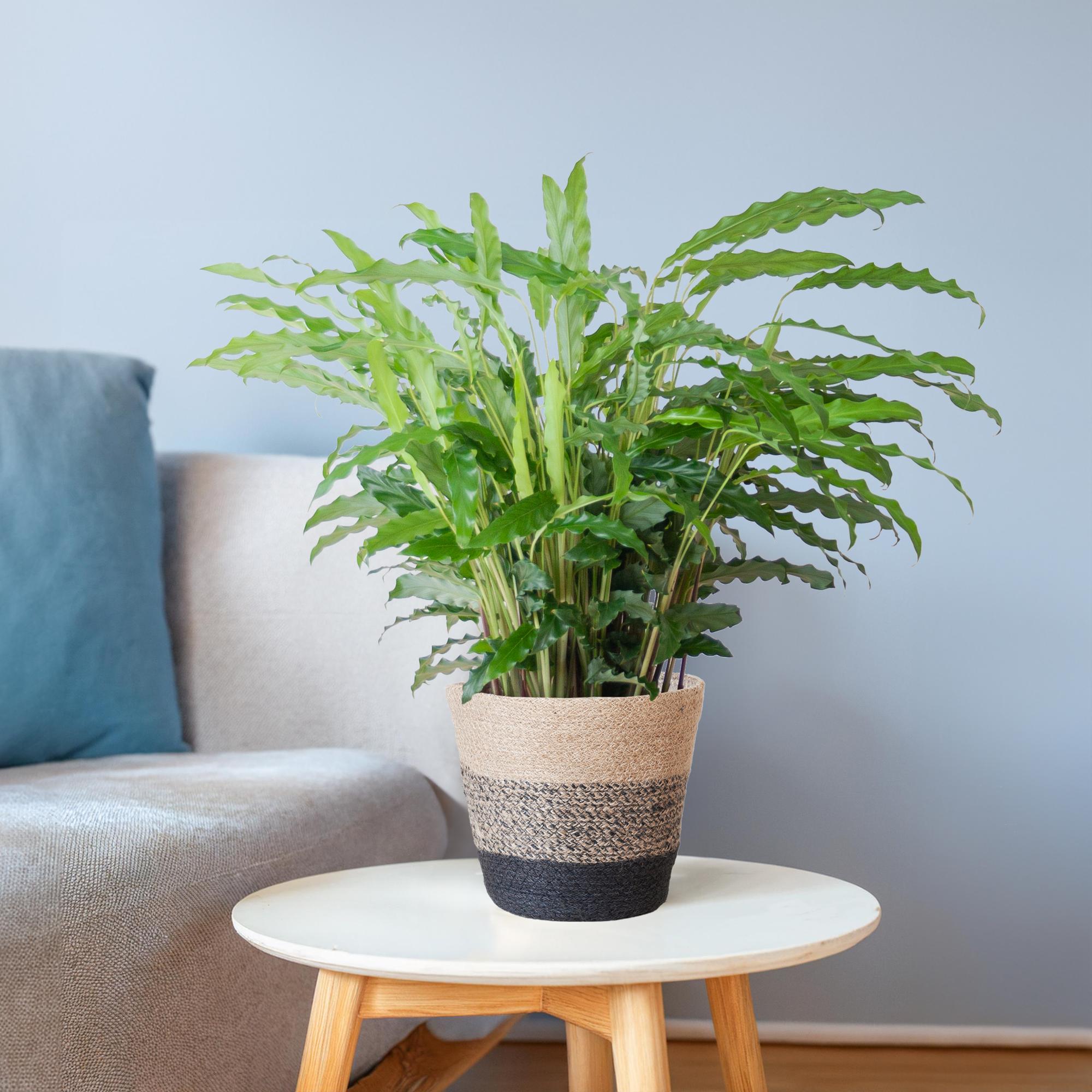 Calathea Rufibarba mit Korb Lissabon schwarz - 55cm - Ø17