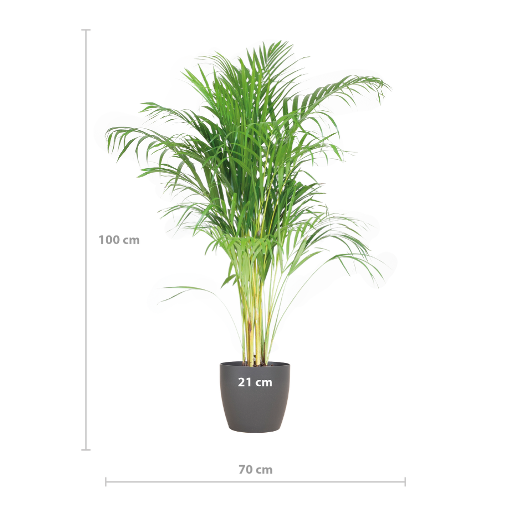 Areca Palm (Dypsis) mit Viber Grau - 100cm - Ø21