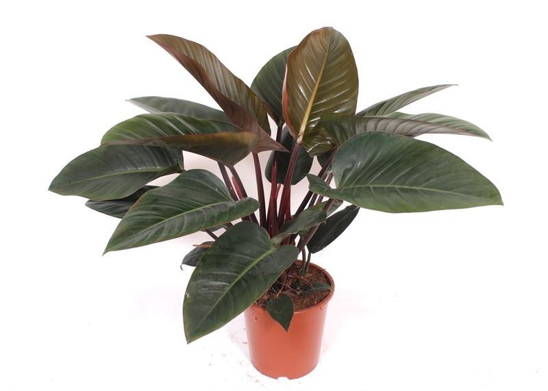 Philodendron Red Beauty – Exotische Zimmerpflanze mit dekorativen roten Blättern - ø21 - 24cm - ↕100 cm