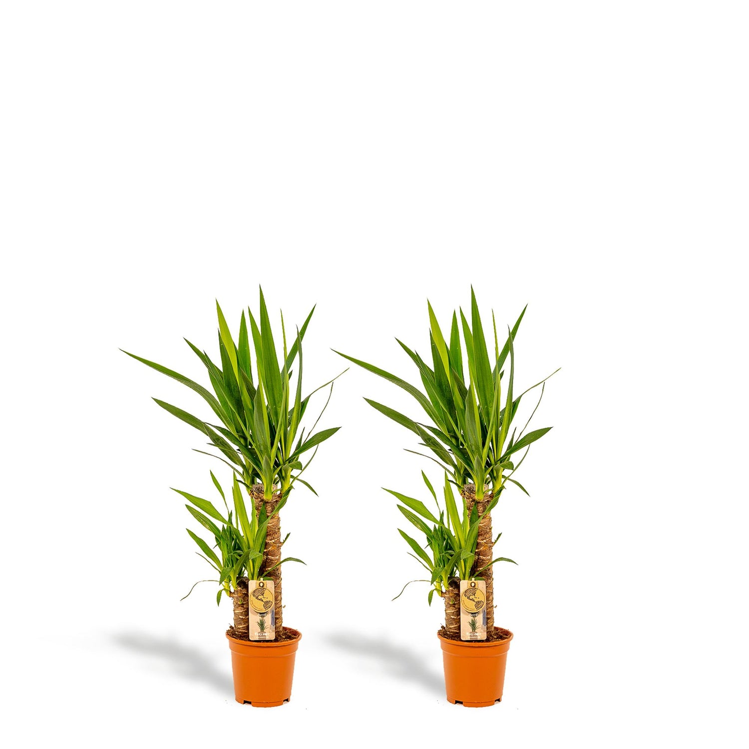 Doppelpack Yucca Palme Elephantipes – Vorteilspreis für stilvolle Zimmerpflanzen Ø17cm - ↕90cm