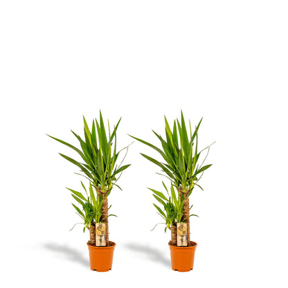Doppelpack Yucca Palme Elephantipes – Vorteilspreis für stilvolle Zimmerpflanzen Ø17cm - ↕90cm
