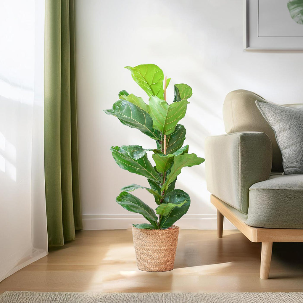 Ficus Lyrata mit Korb Sofia natur - 80cm - Ø21