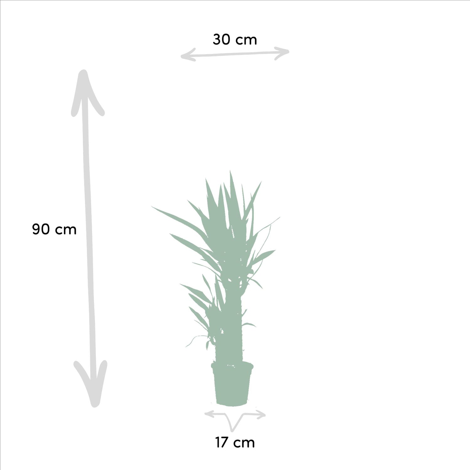Doppelpack Yucca Palme Elephantipes – Vorteilspreis für stilvolle Zimmerpflanzen Ø17cm - ↕90cm