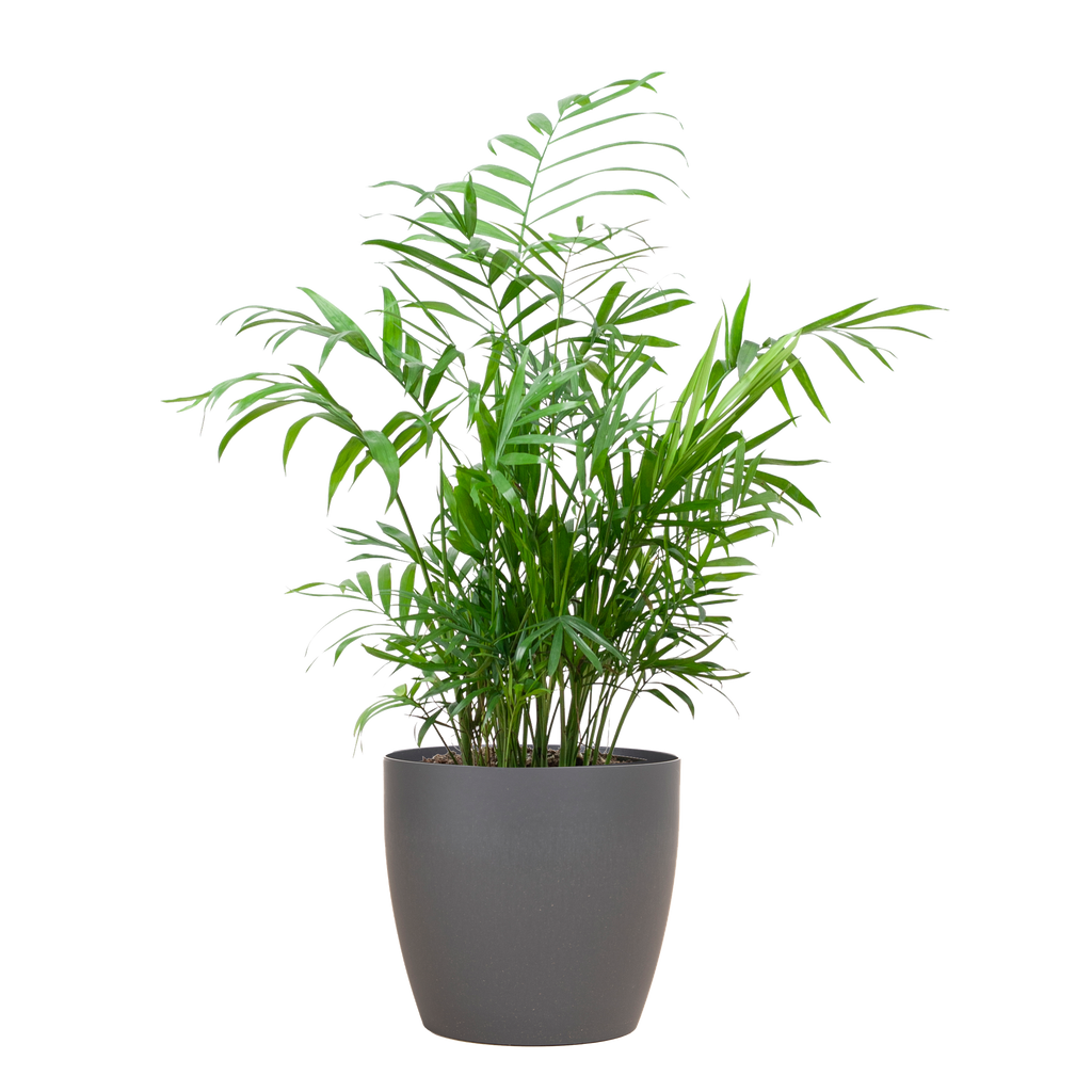 Chamadorea Elegans mit Viber Grau - 55cm - Ø17