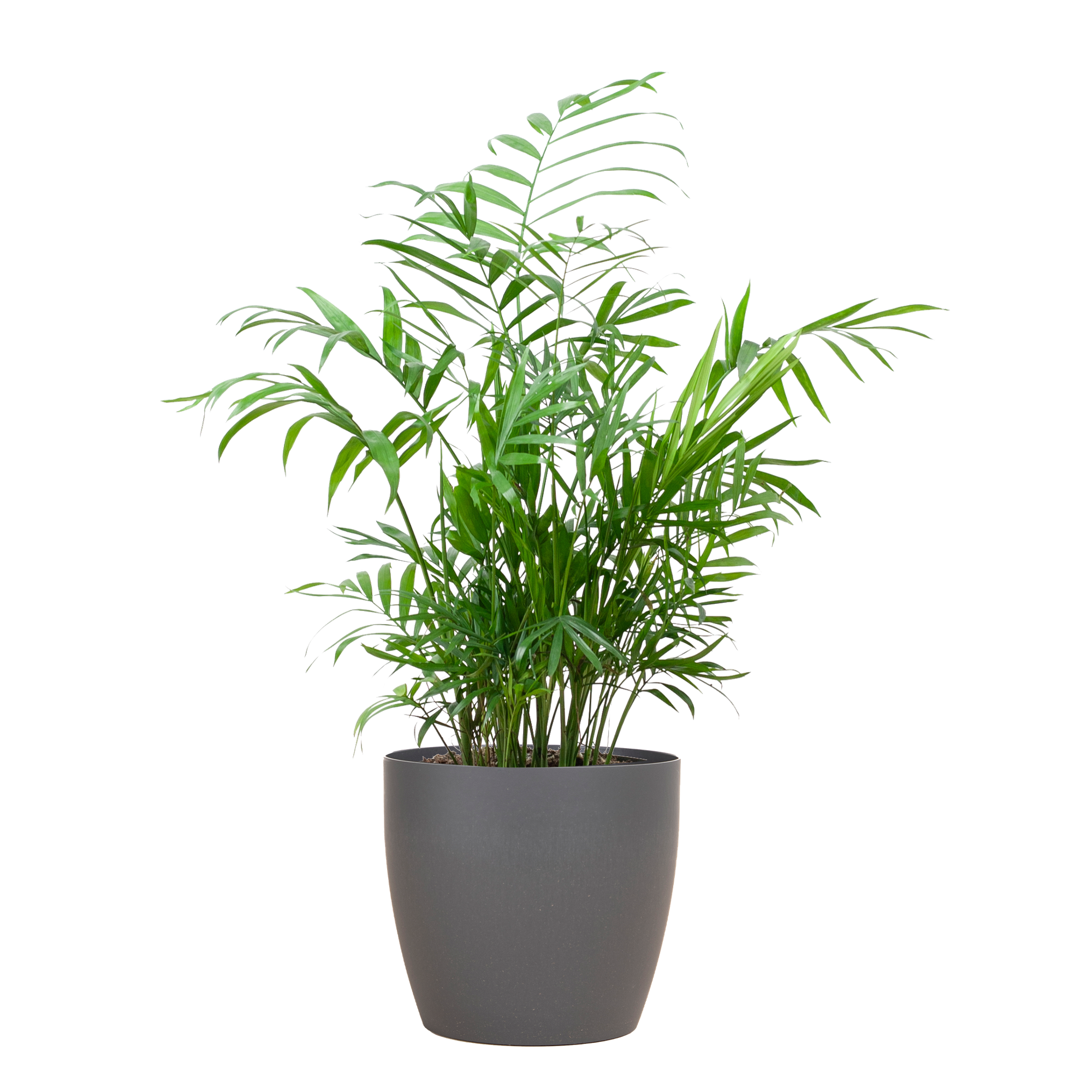 Chamadorea Elegans mit Viber Grau - 55cm - Ø17