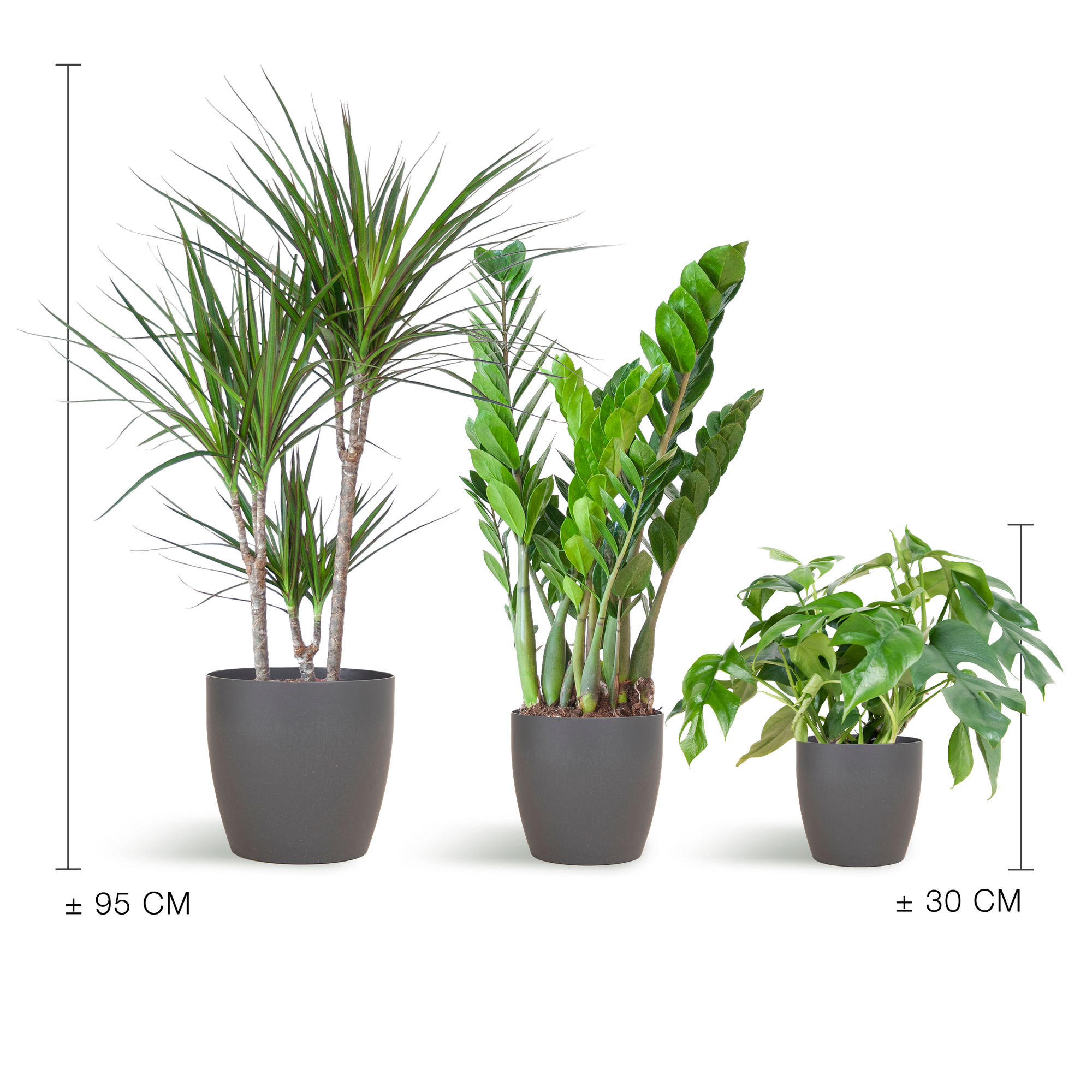 Shade Plant Box – medium – mit Vibers-Topf grau