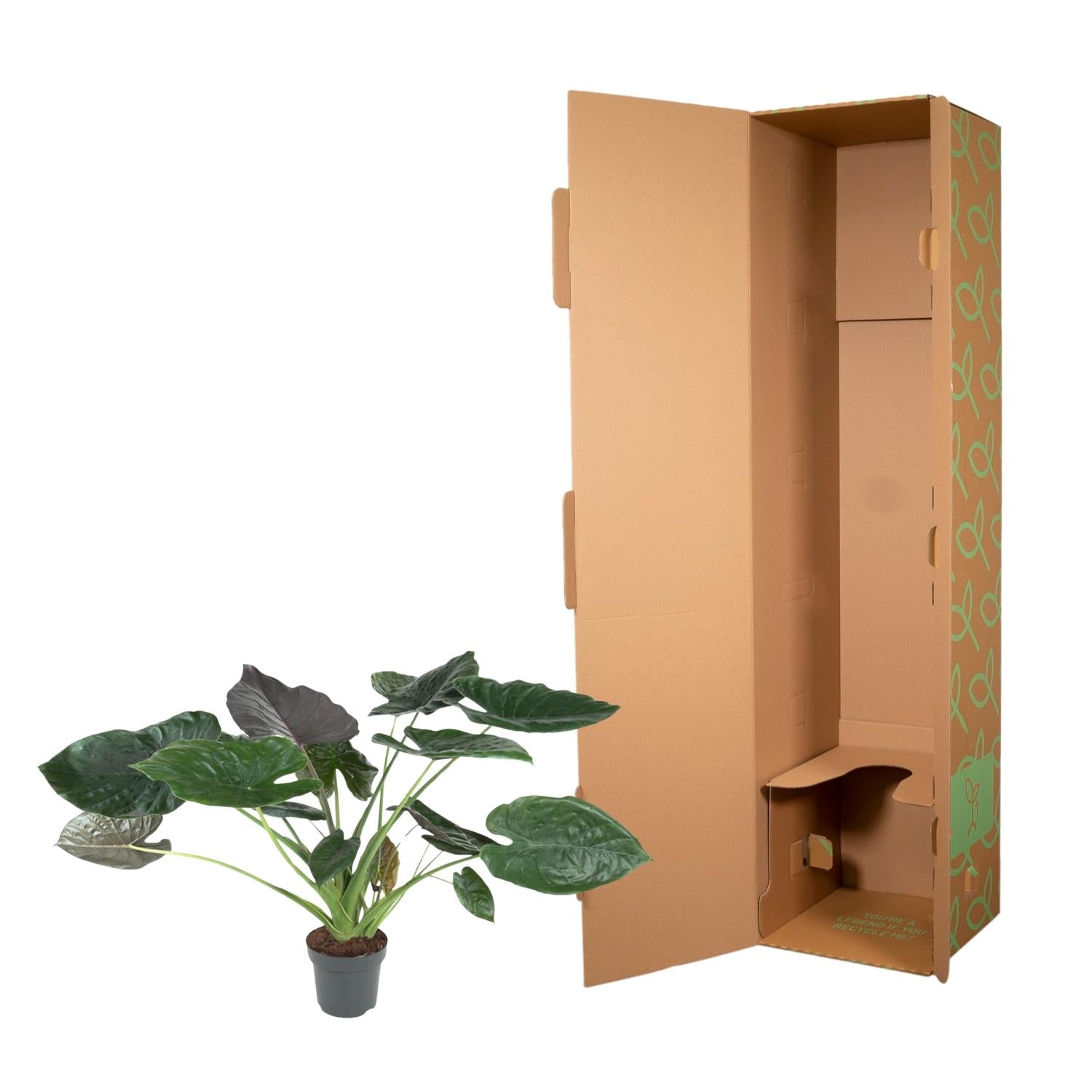 Alocasia Wentii – Exotische Zimmerpflanze mit dekorativen Blättern Ø32cm - ↕120cm