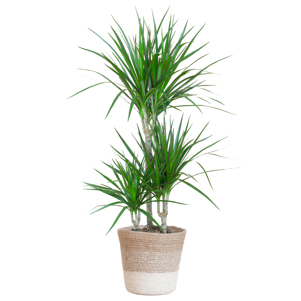 Dracaena Marginata mit weißem Lissabon-Korb - 95 cm - Ø21