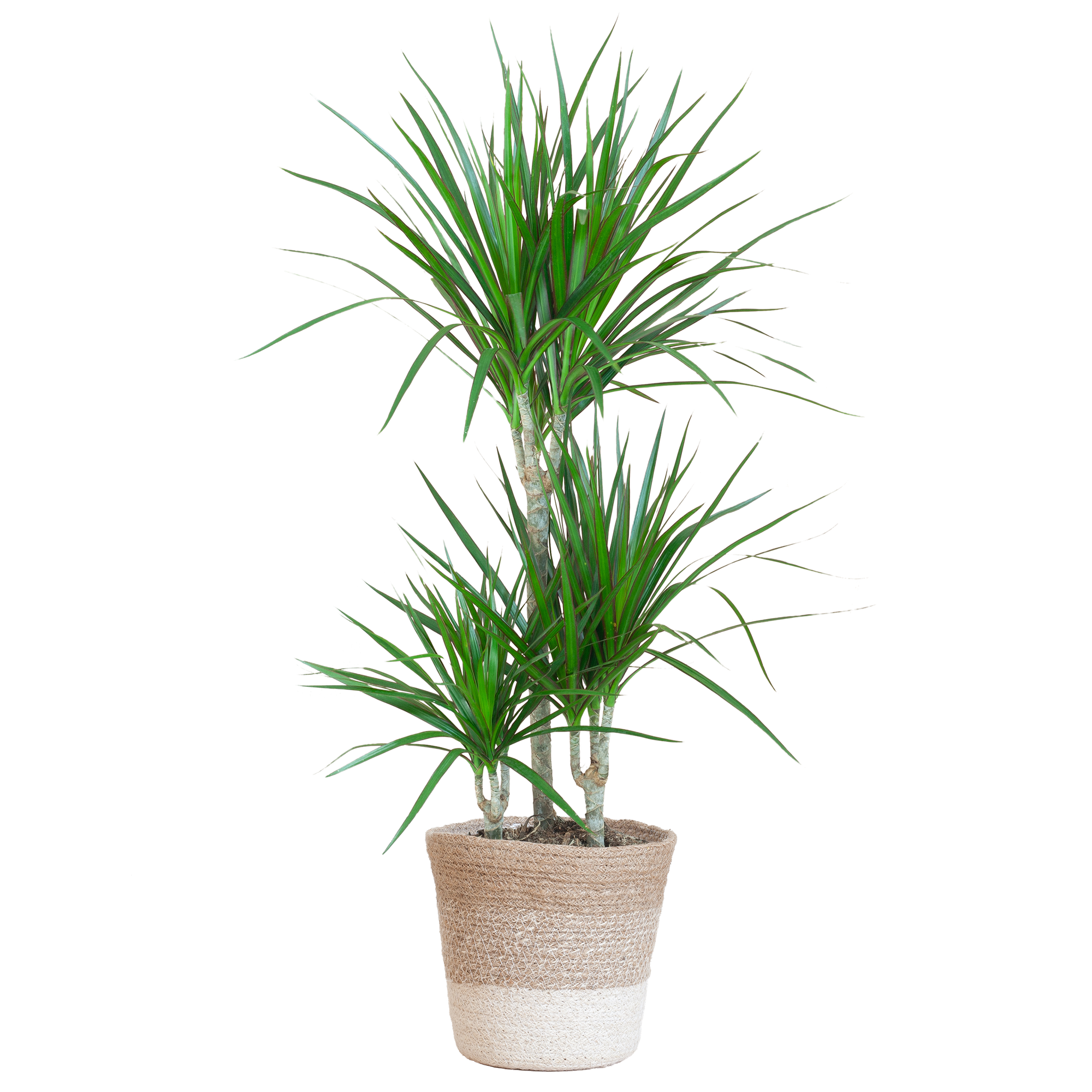 Dracaena Marginata mit weißem Lissabon-Korb - 95 cm - Ø21