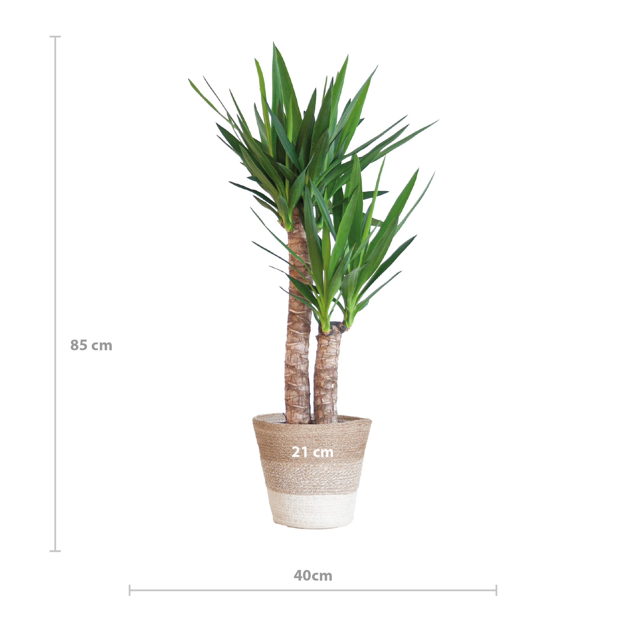 Yucca Elephantipes mit Korb Lissabon weiß - 90cm - Ø21