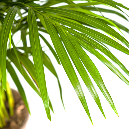 Dypsis Areca Lutescens (Areca-Palme / Goldfruchtpalme) Ø21cm - ↕100 - 120cm