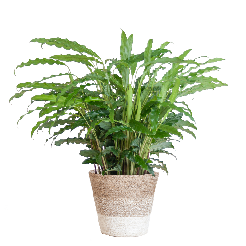 Calathea Rufibarba mit Korb Lissabon weiß - 55cm - Ø17
