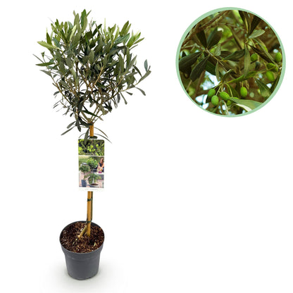 Europaea auf Stamm – Olivenbaum – Ø19 cm – ↕90 cm – Mediterrane Pflanze