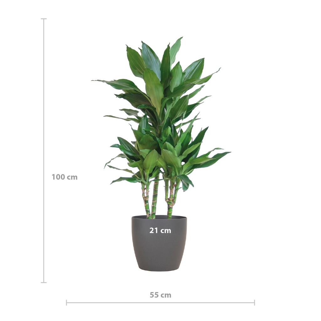 Dracaena  Janet Lindt mit Viber grau - 95cm - Ø21