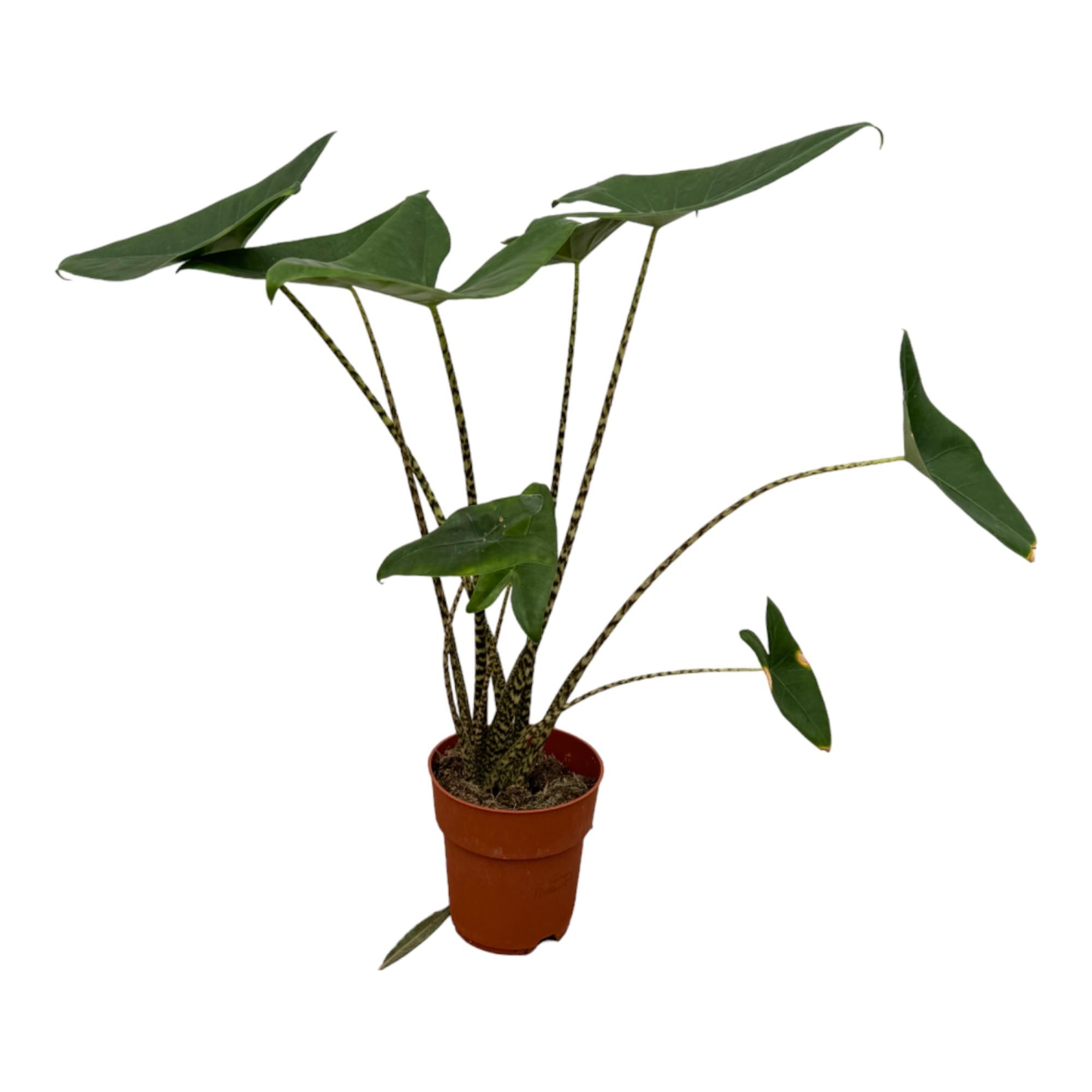 Alocasia Zebrina – Exotische Zimmerpflanze mit markanten Blattstielen Ø21cm - ↕80cm