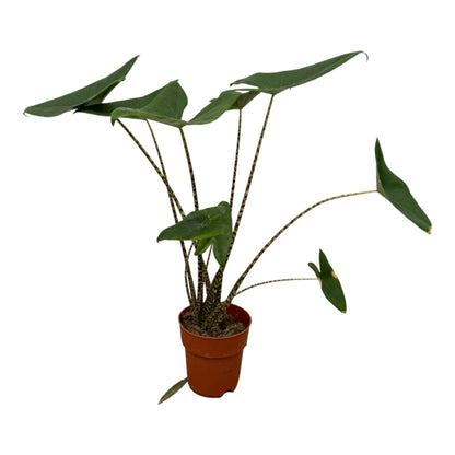 Alocasia Zebrina – Exotische Zimmerpflanze mit markanten Blattstielen Ø21cm - ↕80cm