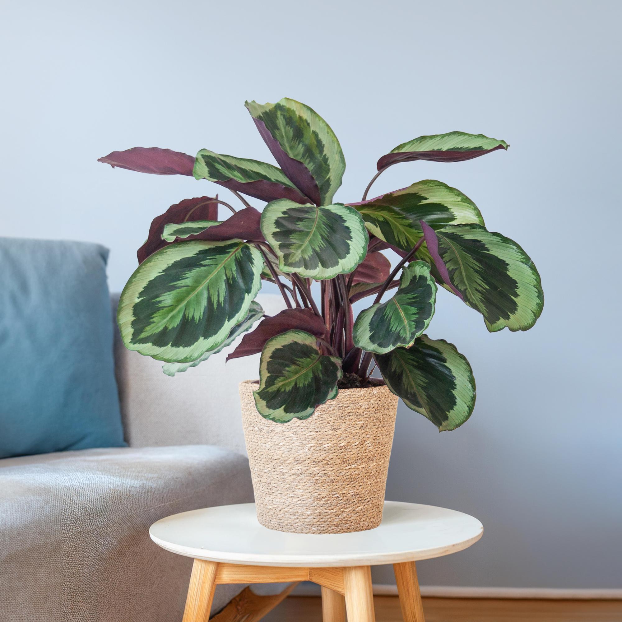 Calathea Medaillon mit Sofia-Korb natur - 65cm - Ø21