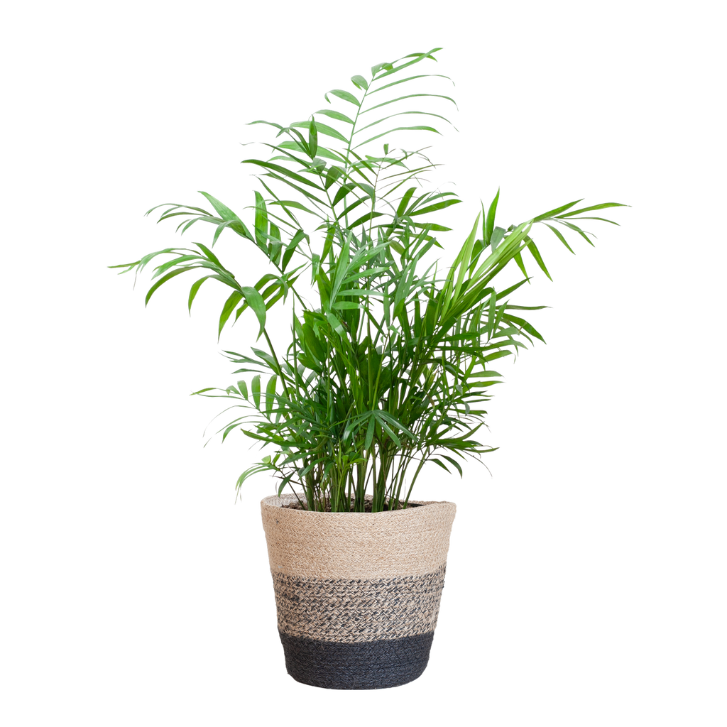 Chamadorea Elegans met Mand Lissabon Schwarz - 55cm - Ø17