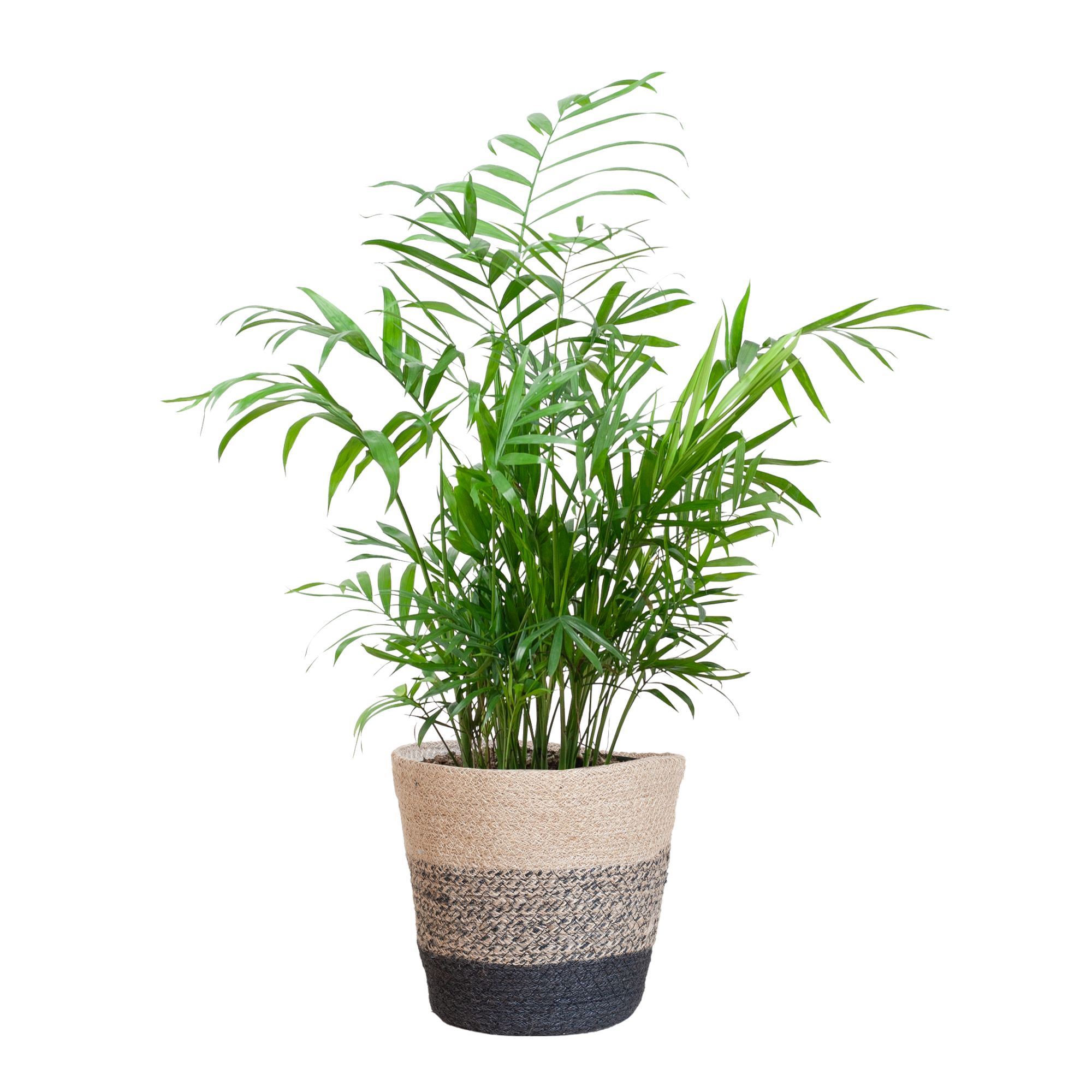 Chamadorea Elegans met Mand Lissabon Schwarz - 55cm - Ø17