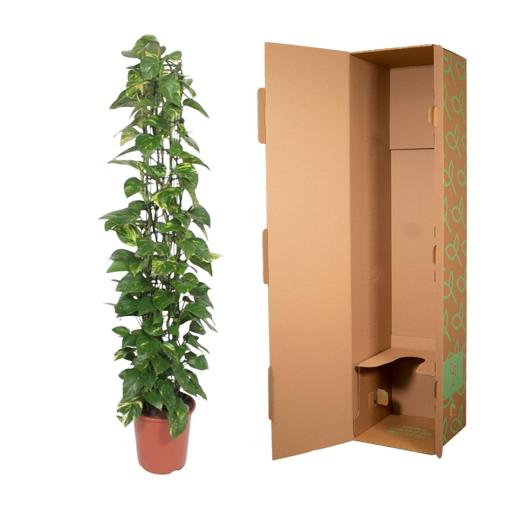 Epipremnum Aureum gaasrek - 160 cm - ø27