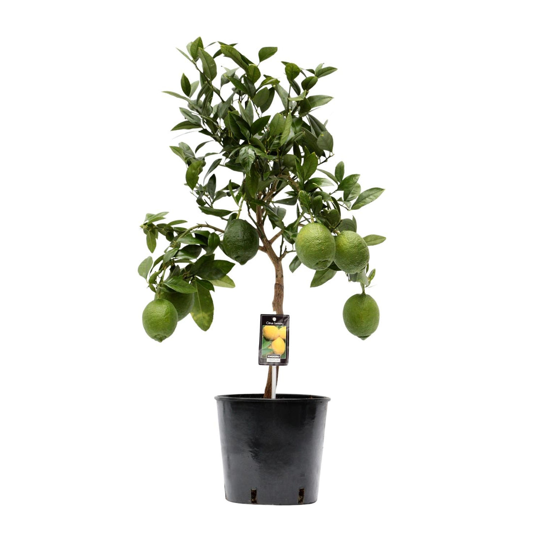 Citrus Limon – Zitronenbaum – Ø22 cm – ↕80 cm – Mediterrane Zitruspflanze