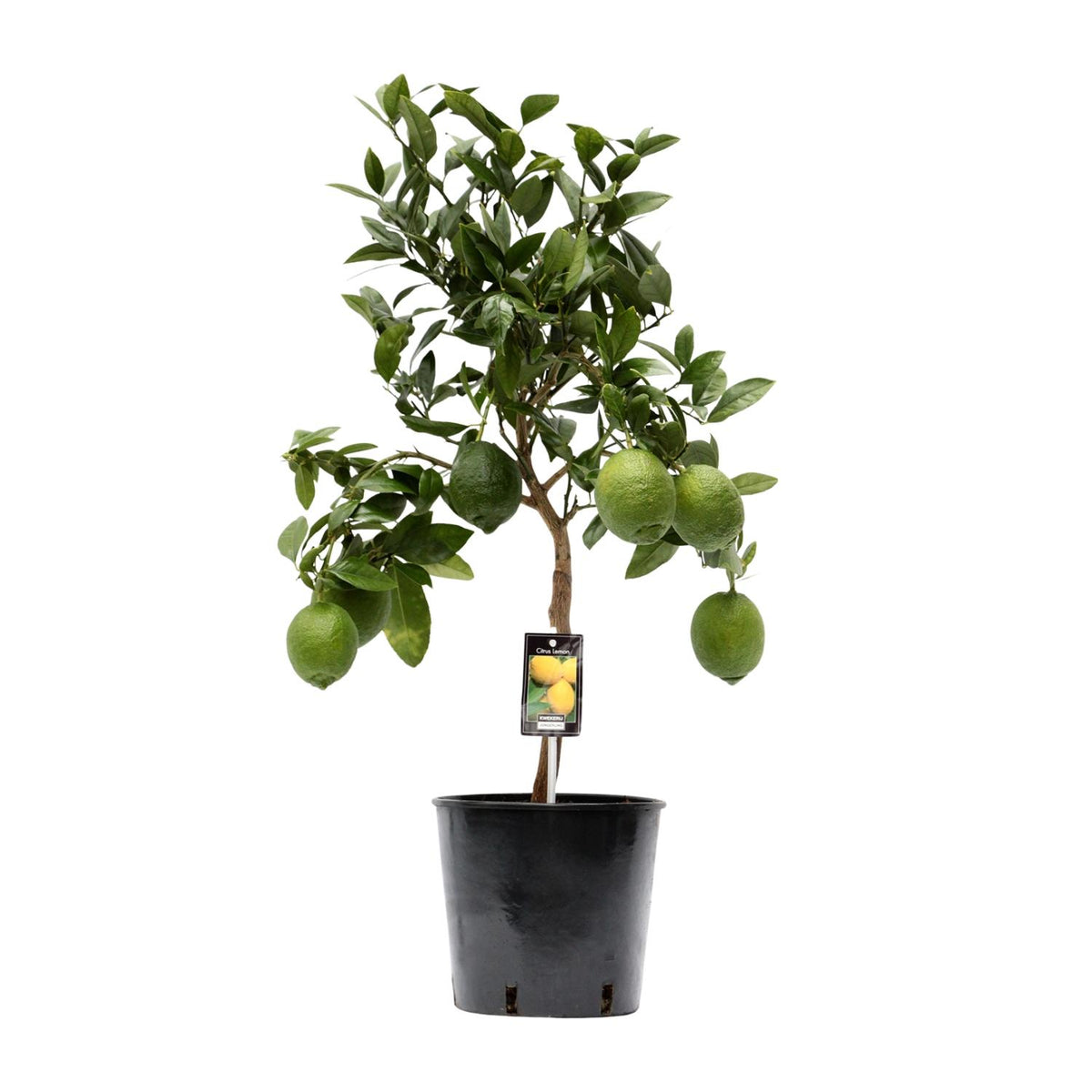 Citrus Limon – Zitronenbaum – Ø22 cm – ↕80 cm – Mediterrane Zitruspflanze