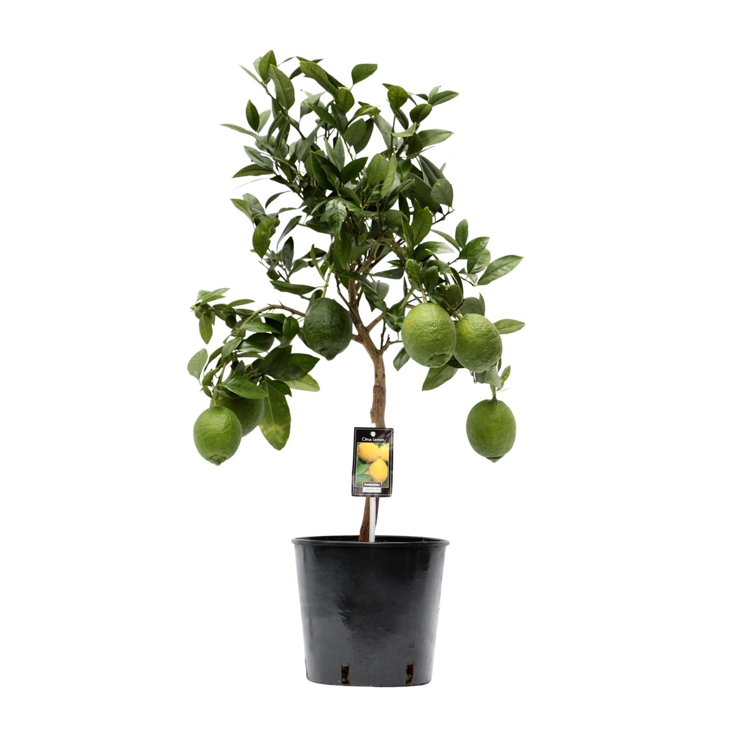 Citrus Limon – Zitronenbaum – Ø22 cm – ↕80 cm – Mediterrane Zitruspflanze