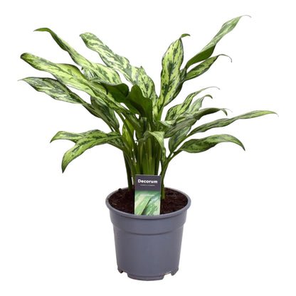 Aglaonema Juliette – Exotische, pflegeleichte Zimmerpflanze Ø12cm - ↕40cm