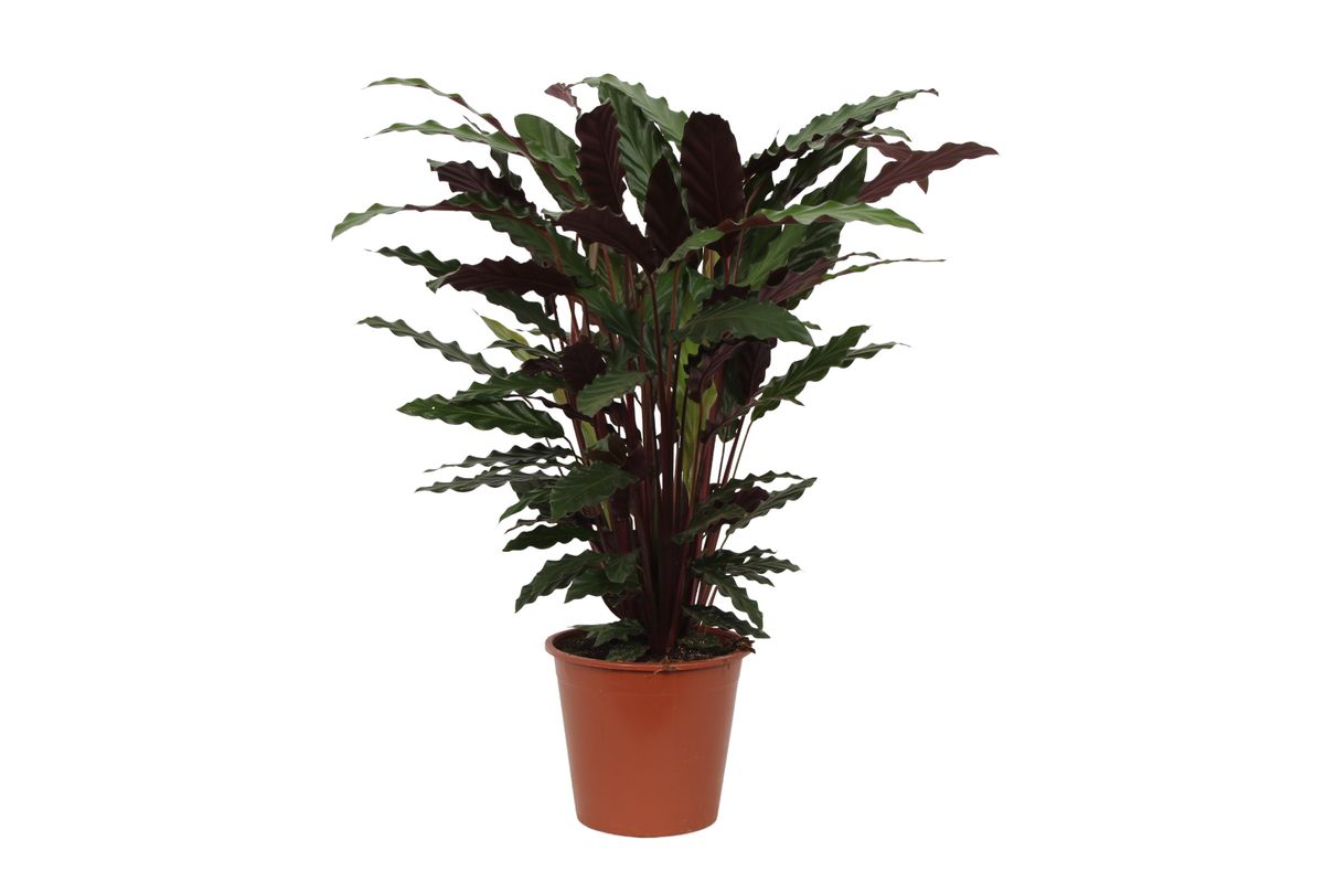 Calathea Wavestar – Exklusive Zimmerpflanze mit gewellten Blättern Ø19cm - ↕80cm