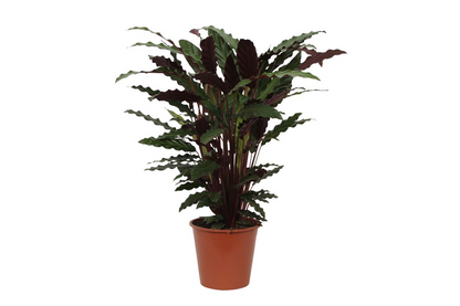 Calathea Wavestar – Exklusive Zimmerpflanze mit gewellten Blättern Ø19cm - ↕80cm