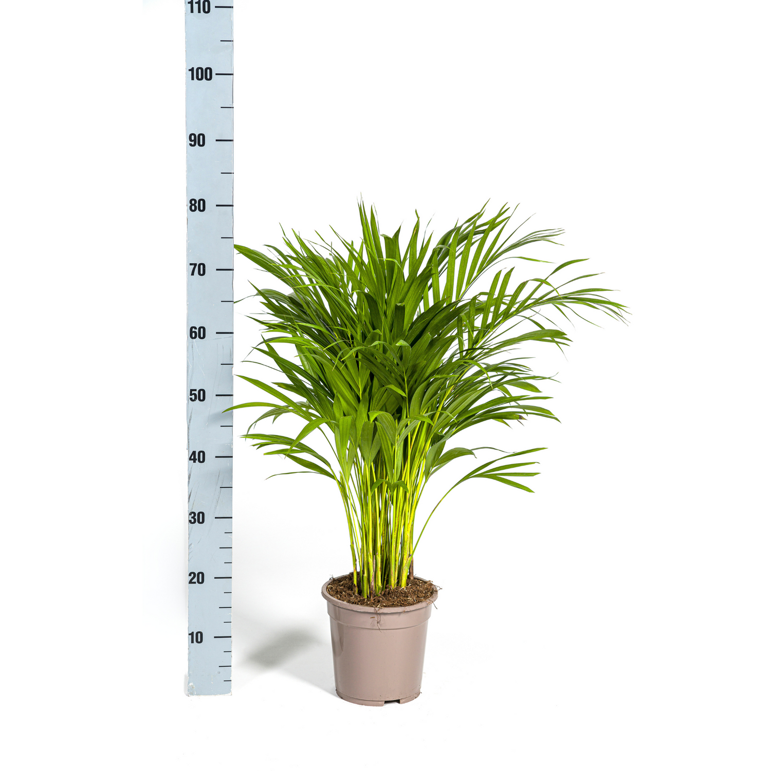 Dypsis Areca Lutescens (Areca-Palme / Goldfruchtpalme) Ø19cm - ↕80 - 100cm