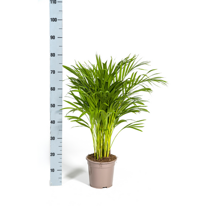 Dypsis Areca Lutescens (Areca-Palme / Goldfruchtpalme) Ø19cm - ↕80 - 100cm