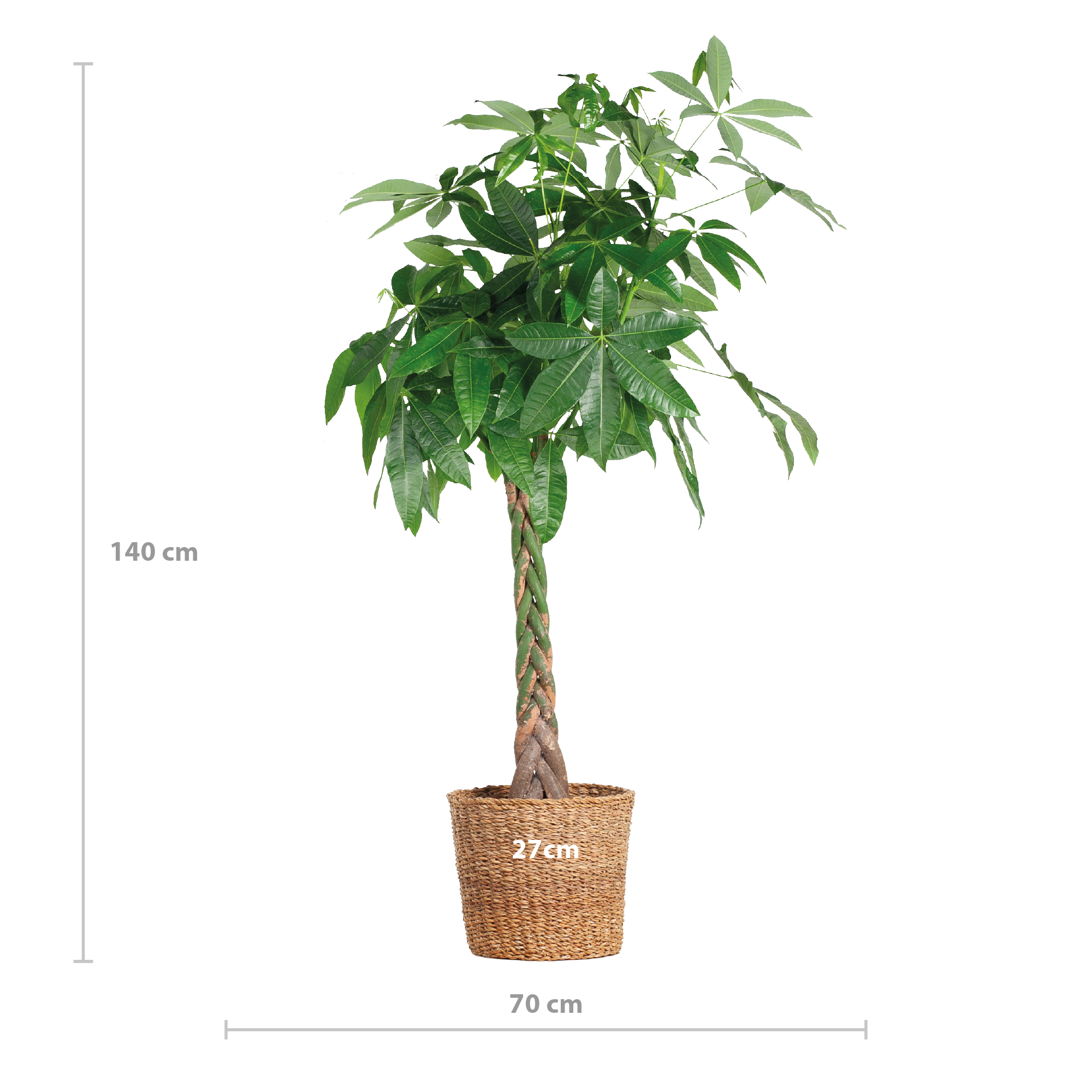 Pachira Aquatica XL mit Torun-Korb – 140 cm – Ø24