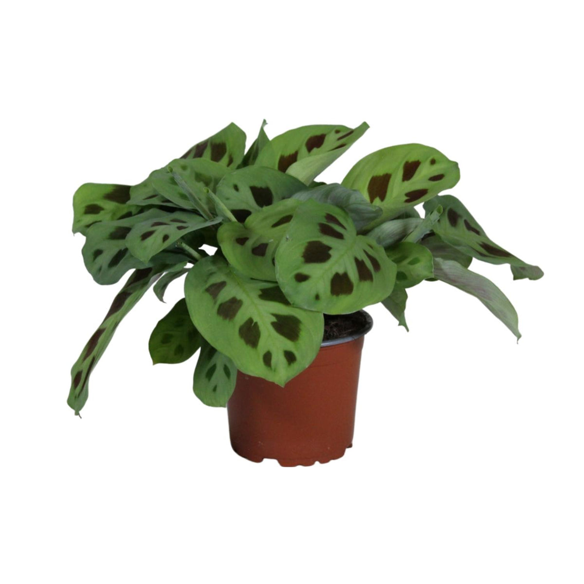 PROMO – Maranta Leuconeura ‘Kerchoveana’ – Gebetspflanze – Ø12 cm – ↕30 cm
