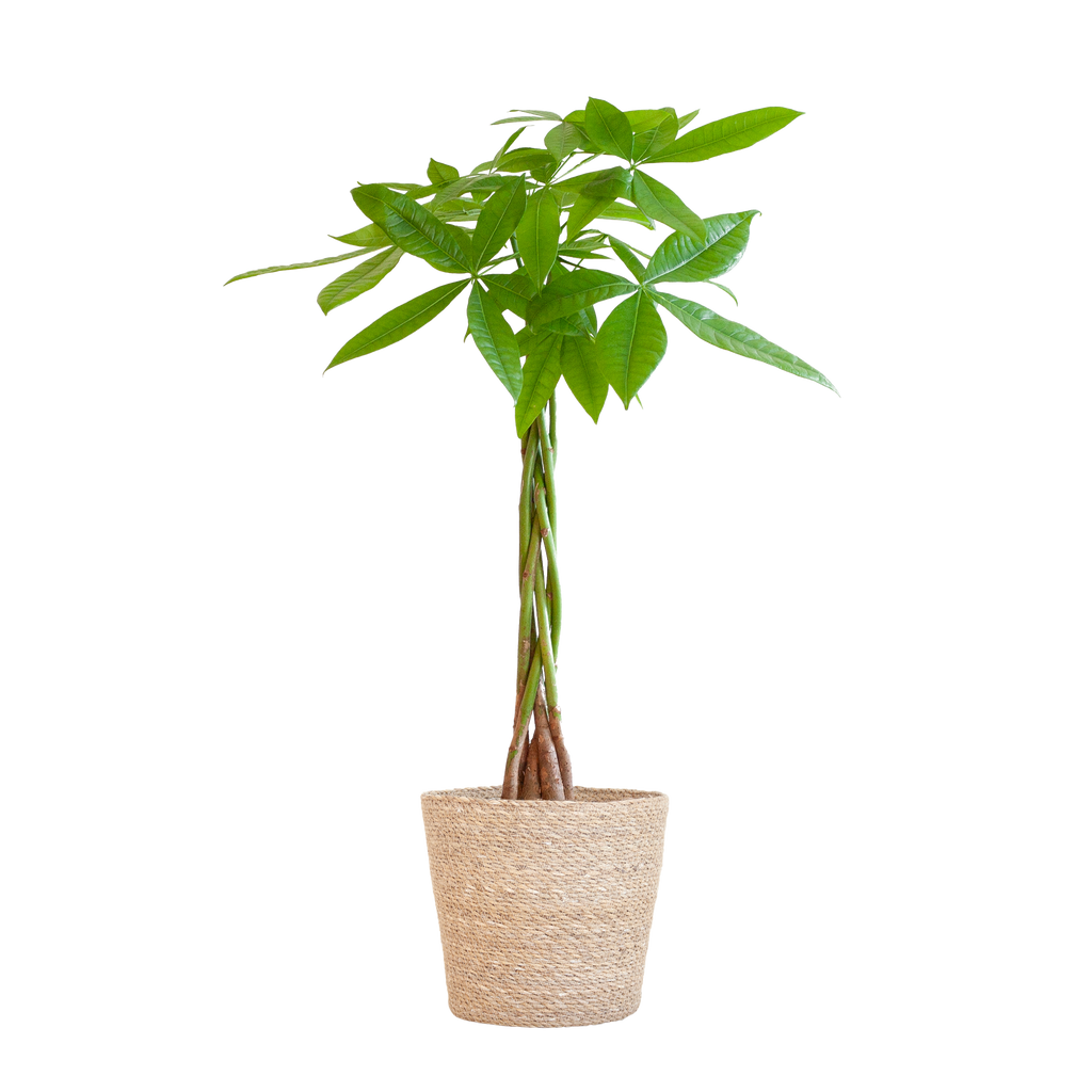 Pachira Aquatica mit Sofia-Korb natur  - 80cm - Ø21