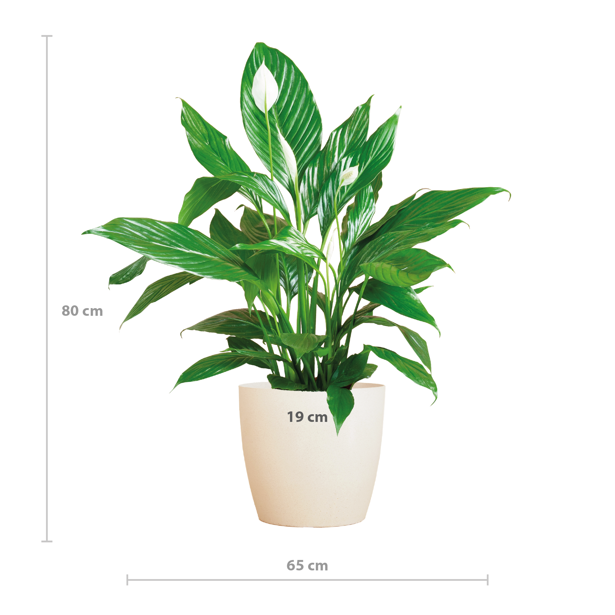 Spathiphyllum mit Viber weiß – 80 cm – Ø21