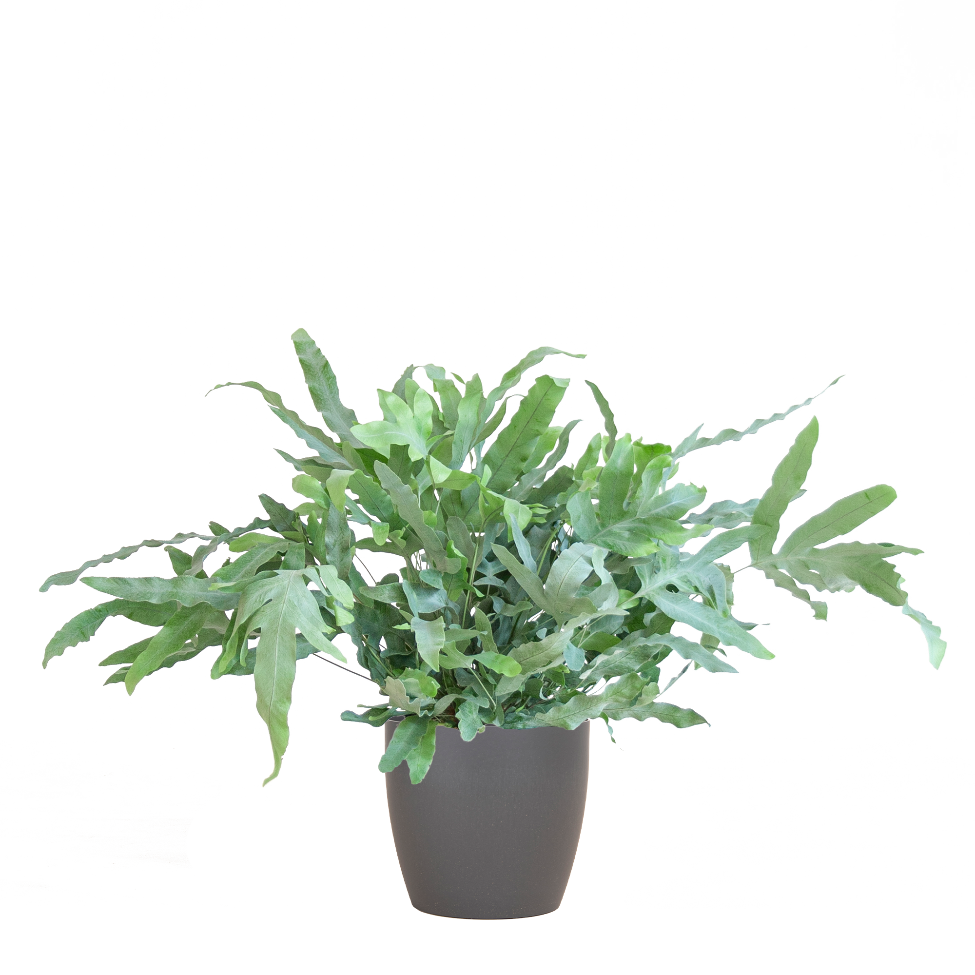 Phlebodium Aureum 'Blue Star' mit Vibergrau - 40cm - Ø17