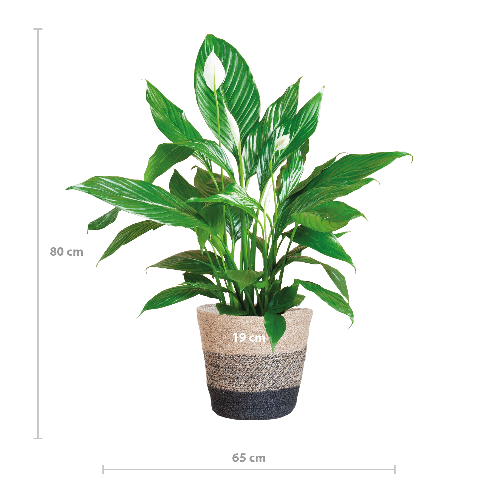 Spathiphyllum mit Korb Lissabon Schwarz - 80cm - Ø21