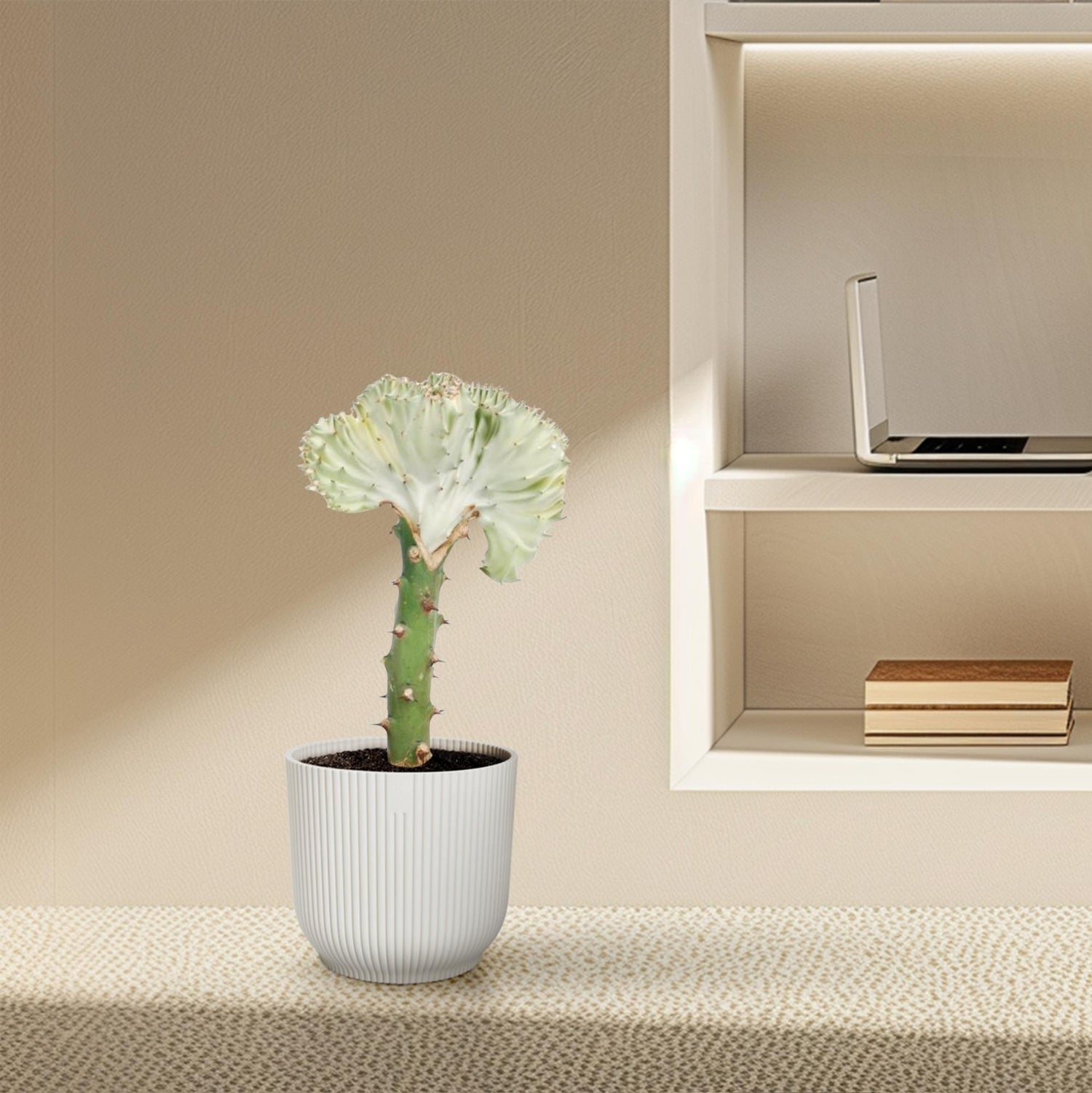 Euphorbia lactea Cristata – Exotische weiß, dekorative Zimmerpflanze Ø10,5 cm - ↕30cm