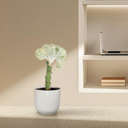 Euphorbia lactea Cristata – Exotische weiß, dekorative Zimmerpflanze Ø10,5 cm - ↕30cm